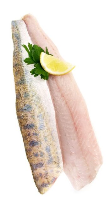 Walleye