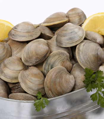 Little Neck Clams
