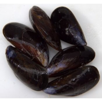 mussels