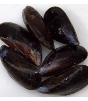 mussels