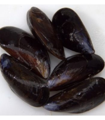 https://www.absolutelyfreshmarket.com/wp-content/uploads/2020/05/mussels-350x400@2x.jpeg
