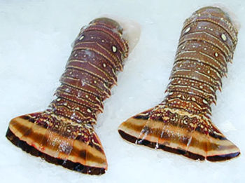 warm water lobster tail