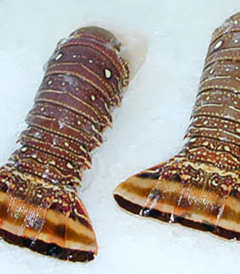 warm water lobster tail