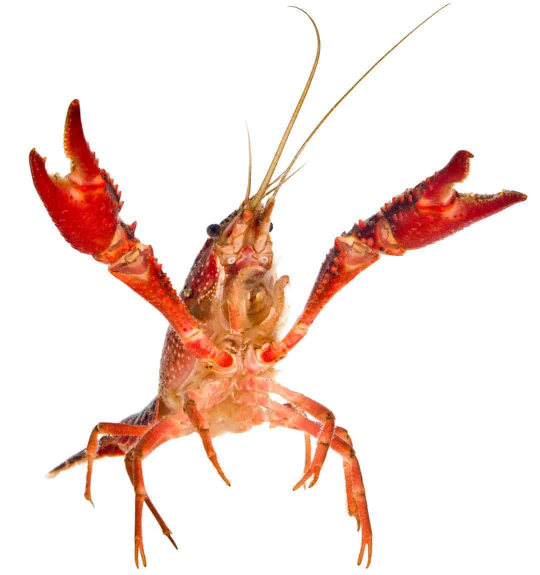 30 lbs. Live Louisiana Crawfish | Absolutely Fresh Seafood Market