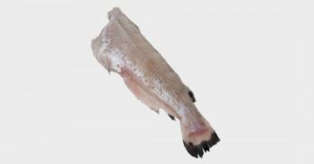 Frozen Whole Catfish