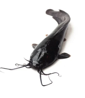 Frozen Whole Catfish