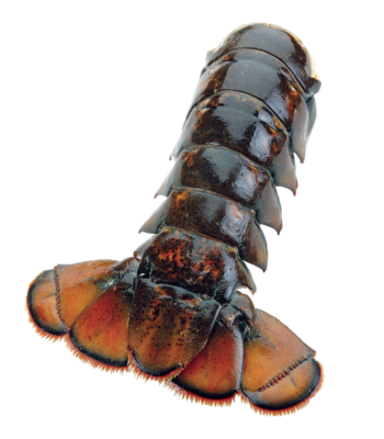 Maine Lobster Tail